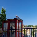 DOVER, UK Ã¢â¬â Jun 30, 2018: Seagull sits on a red British phone booth